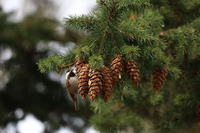 Bird perching on pinecone 