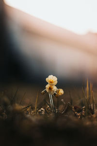 Close-up of flowering plant on field