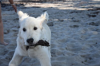 Close-up portrait of white dog on beach