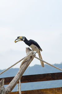 Bird perching on wooden post against sky