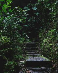 Stairs amidst trees