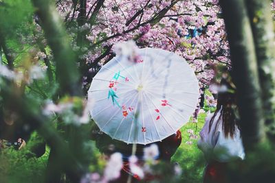 Close-up of pink flowers