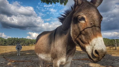 Horse in the field