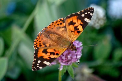 Close-up of butterfly pollinating on flower