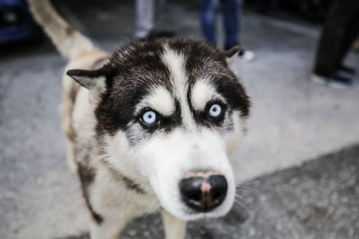 Close-up portrait of dog