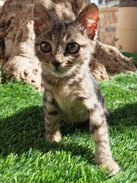 Portrait of kitten on field