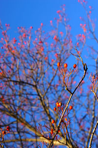 Low angle view of flower tree against blue sky