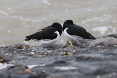 Close-up of bird on lake