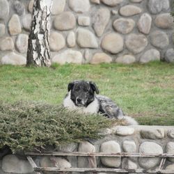 Cute dog laying in garden