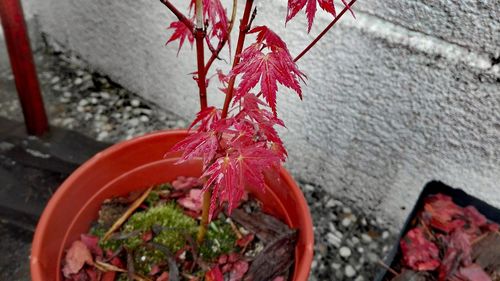 High angle view of red flowering plant