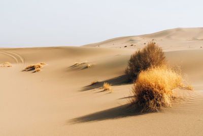 Desert view