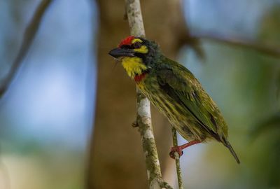 Close-up of bird perching on branch
