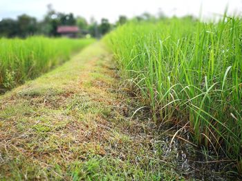 Scenic view of wheat field