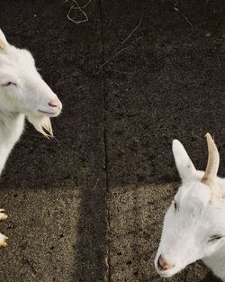 High angle view of goat