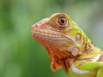 Close-up of a lizard