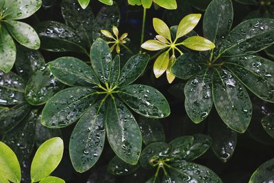 Close-up of wet plant leaves during rainy season