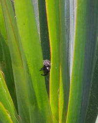 Close-up of green insect on leaf