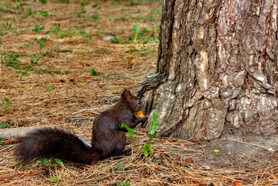 Squirrel in the autumn mood. dark squirrel with a nut, near a tree