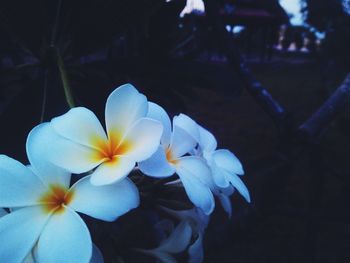 Close-up of white flowers