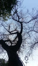 Low angle view of silhouette bare tree against sky