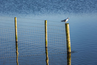 Black-headed gull, first-winter plumage, resting on the wood at st. aidans nature reserve, leeds