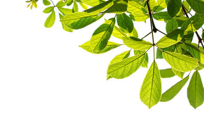 Close-up of leaves against white background