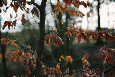 Close-up of autumn leaves on branch