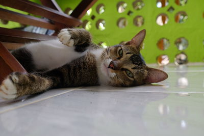 Close-up portrait of cat relaxing on floor