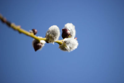 Low angle view of white flowering plant against clear blue sky