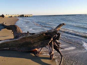 Driftwood on beach against clear sky