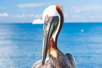 Close-up of a bird against the sea