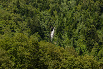 View of a forest