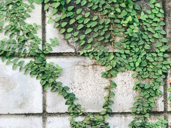 Ivy growing on wall