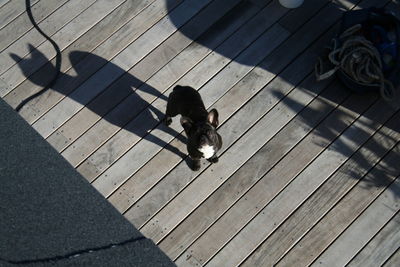 Portrait of french bulldog standing on boardwalk