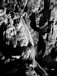 Close-up of mushrooms growing on tree