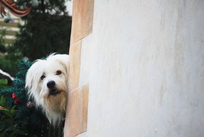 pet