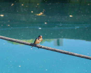 Bird swimming in pool