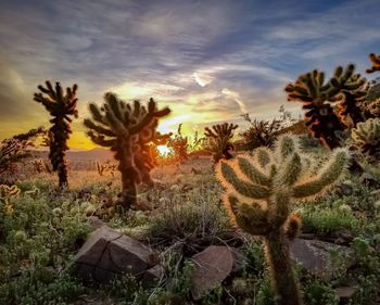 Cactus growing on field against sky during sunset