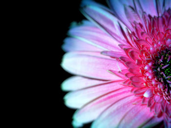 Close-up of pink flower against black background