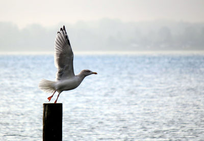 Close-up of bird perching on wooden post against sea