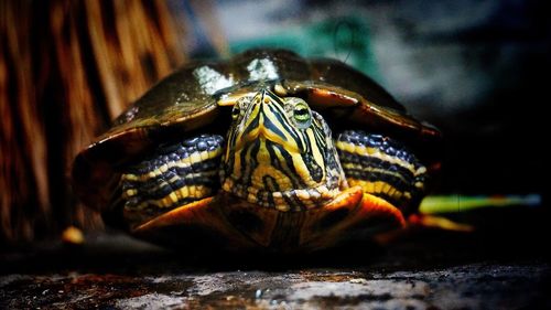 Close-up of turtle