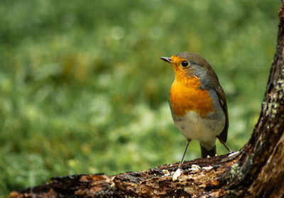 Close-up of bird perching on branch