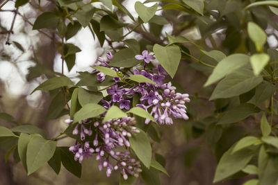 Close-up of purple flowering plant