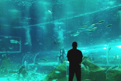 View of fish swimming in aquarium