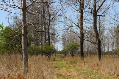 Trees on field against sky