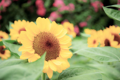 Close-up of yellow flowering plant