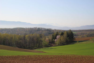 Scenic view of trees on field against sky