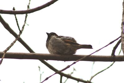 Low angle view of bird perching on branch