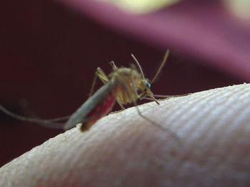 Close-up of insect on hand