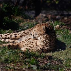 Animal resting on grassy field